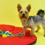 Cute Yorkshire Terrier on a red pillow with colorful toys on a vibrant yellow background.