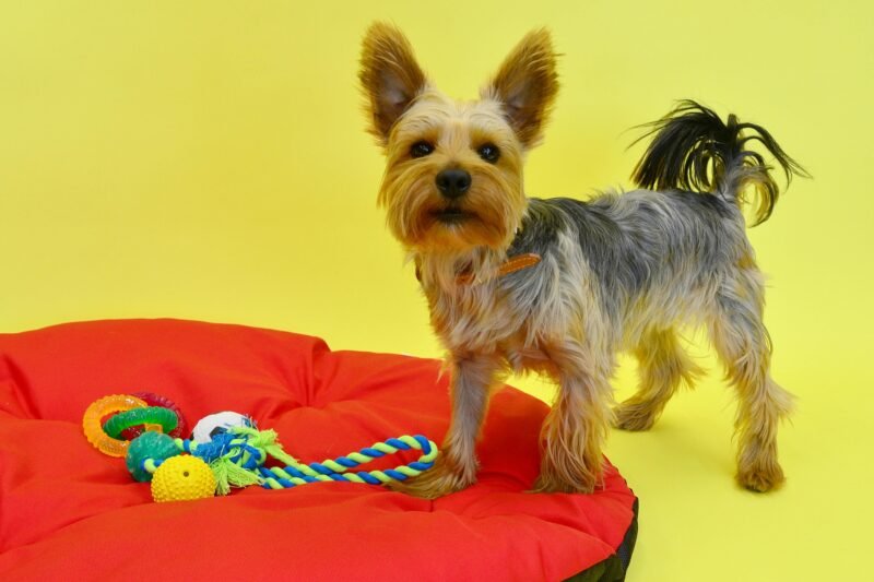 Mastering the Place Command: Teaching Your Dog to Settle Anywhere