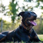 A cheerful Beauceron dog lying on the grass in a sunny park, tongue out.