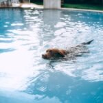 A Labrador retriever enjoying a swim in a clear blue swimming pool on a sunny day.