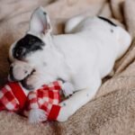 Adorable French Bulldog puppy chewing on a plush toy blanket indoors.
