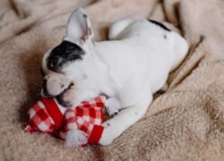 Adorable French Bulldog puppy chewing on a plush toy blanket indoors.