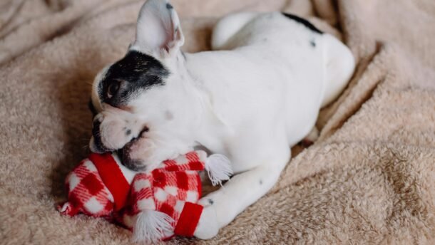Adorable French Bulldog puppy chewing on a plush toy blanket indoors.