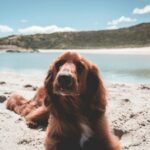 Tranquil scene of an Irish Setter lounging on a sandy beach by a calm lake.