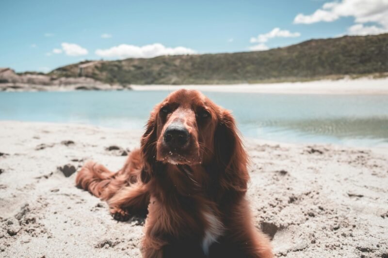 Irish Setter: The Elegant Hunting Companion and Loving Family Dog
