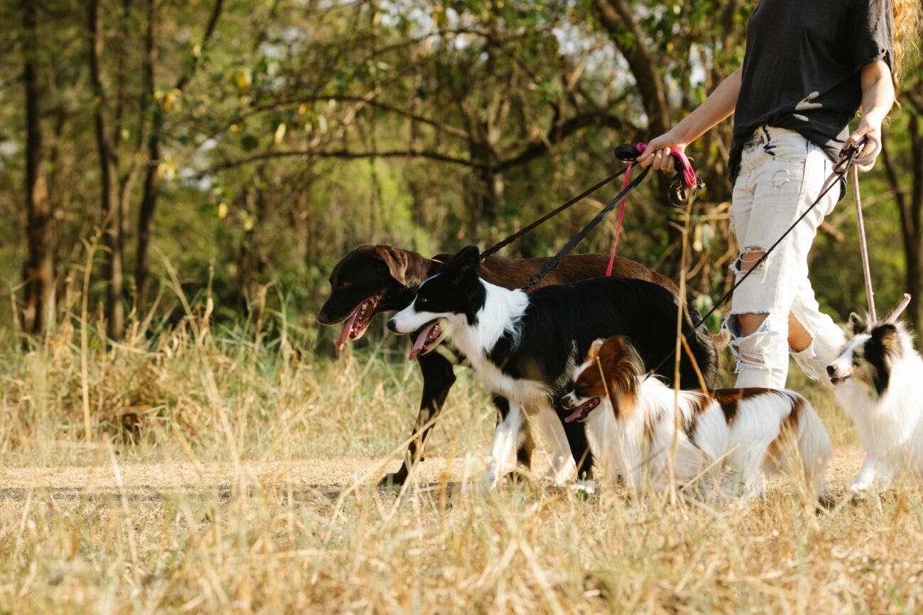 A dog walker leads a group of dogs on leashes through a sunny park trail.