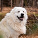 Charming portrait of a Great Pyrenees dog outdoors against an autumn forest backdrop.