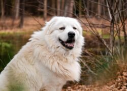 Charming portrait of a Great Pyrenees dog outdoors against an autumn forest backdrop.