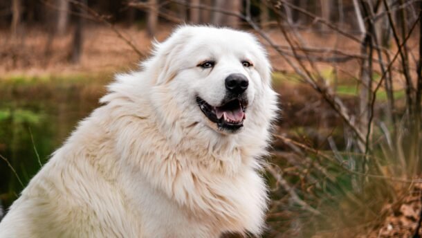 Charming portrait of a Great Pyrenees dog outdoors against an autumn forest backdrop.