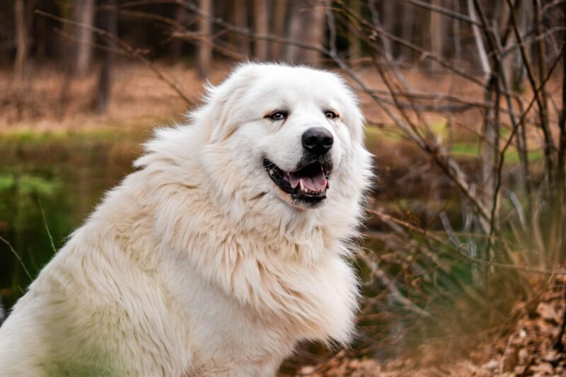 Great Pyrenees: The Gentle Giant – History, Traits, and Care Tips