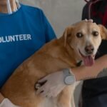 A veterinarian and volunteer examine a happy dog with a stethoscope.