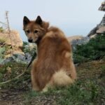 Adorable Finnish Spitz dog glancing back while sitting on rocky terrain amidst nature.
