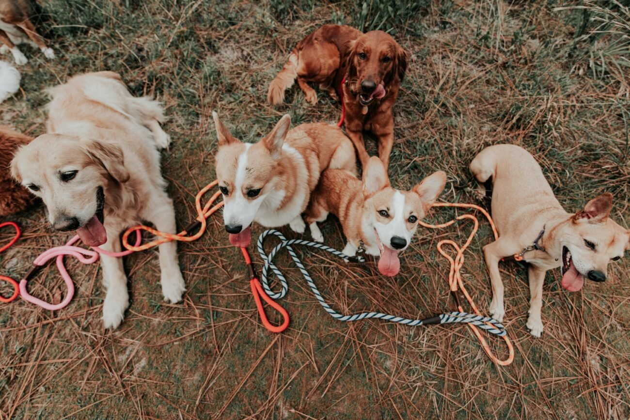 Adorable group of dogs with leashes sitting on grassy field, enjoying outdoors.