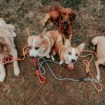 Adorable group of dogs with leashes sitting on grassy field, enjoying outdoors.