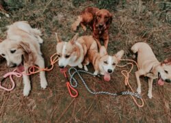 Adorable group of dogs with leashes sitting on grassy field, enjoying outdoors.