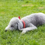 bedlington terrier, dog, pet, animal, canine, terrier, bedlington, asleep, sleeping, green, grass, outdoors, cute, beautiful, nature, nobody, tired, green sleep, green sleeping, green pets