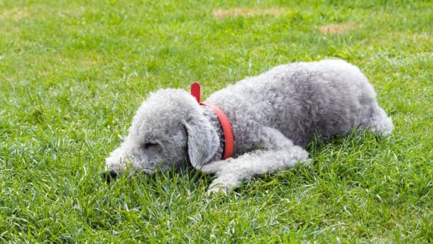 bedlington terrier, dog, pet, animal, canine, terrier, bedlington, asleep, sleeping, green, grass, outdoors, cute, beautiful, nature, nobody, tired, green sleep, green sleeping, green pets