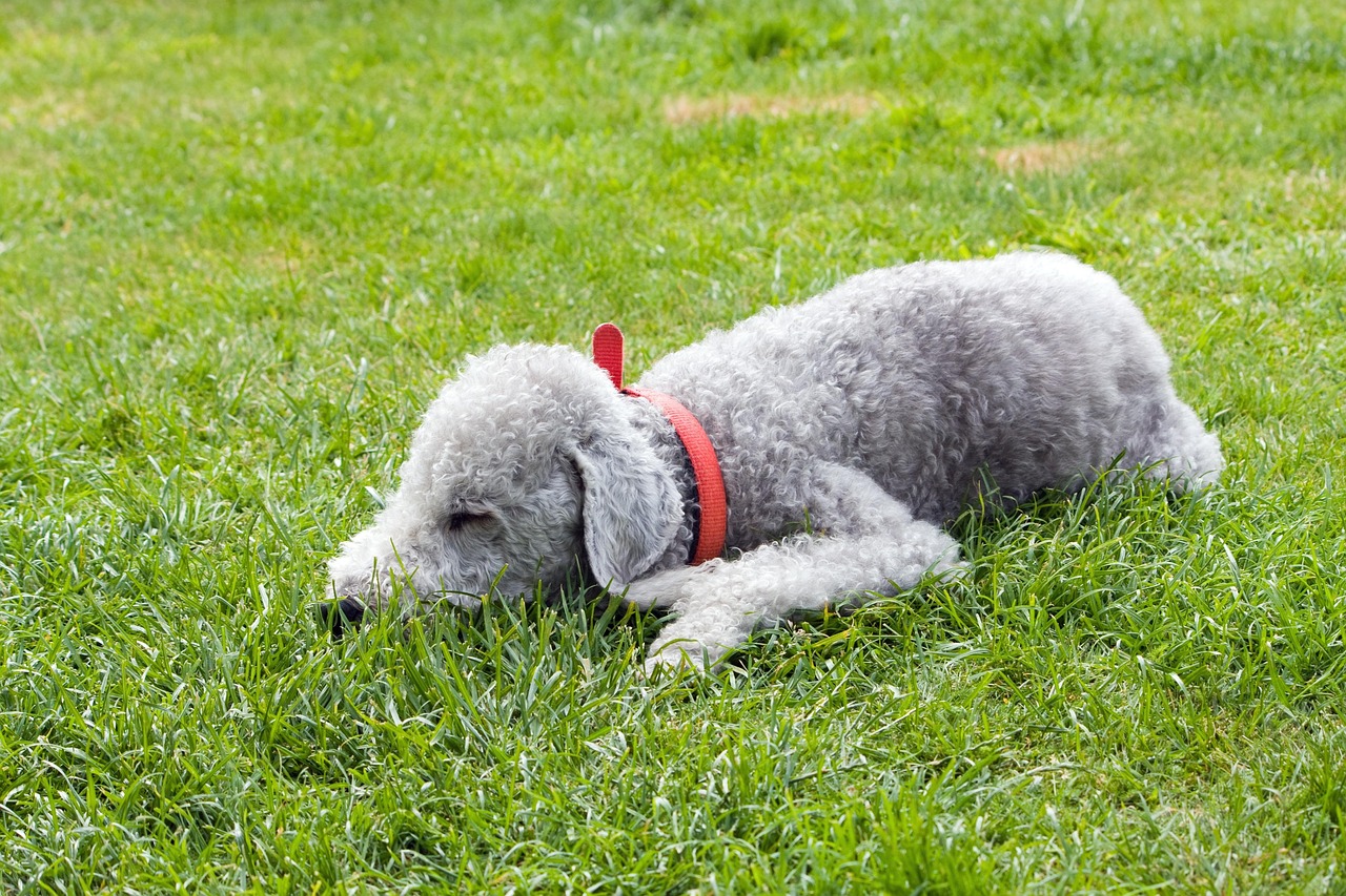 bedlington terrier, dog, pet, animal, canine, terrier, bedlington, asleep, sleeping, green, grass, outdoors, cute, beautiful, nature, nobody, tired, green sleep, green sleeping, green pets