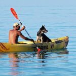 boat, oars, man, dog, water, paddle, calm, summer, paddling, animal, canoe, leisure, kayak, outdoor, rowing, pet, nature, canoeing, blue calm, blue boat