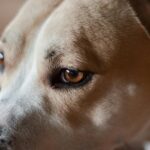Detailed close-up portrait of a dog's eye and fur texture, showcasing its gentle features.