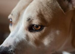 Detailed close-up portrait of a dog's eye and fur texture, showcasing its gentle features.