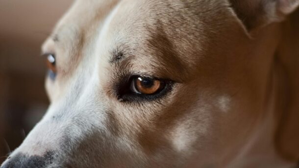 Detailed close-up portrait of a dog's eye and fur texture, showcasing its gentle features.