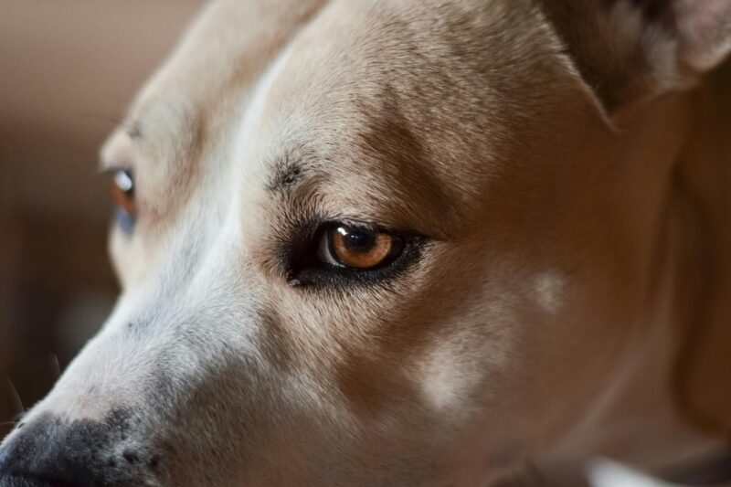 Detailed close-up portrait of a dog's eye and fur texture, showcasing its gentle features.