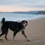 A wet Bernese Mountain Dog walking along a sandy beach shore with the ocean in the background.