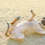 A Bullmastiff playfully rolls on its back in a sunlit grassy field, full of joy and energy.