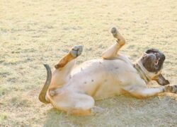 A Bullmastiff playfully rolls on its back in a sunlit grassy field, full of joy and energy.