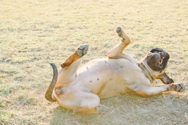 A Bullmastiff playfully rolls on its back in a sunlit grassy field, full of joy and energy.