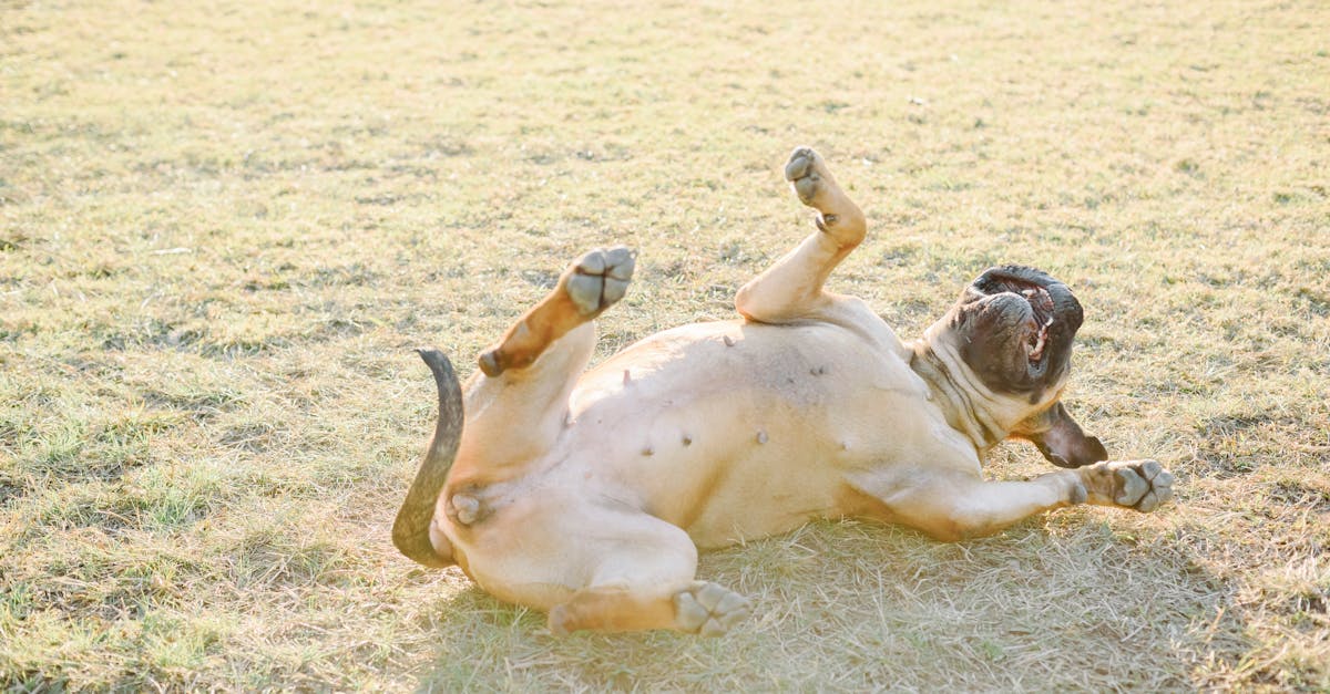 A Bullmastiff playfully rolls on its back in a sunlit grassy field, full of joy and energy.