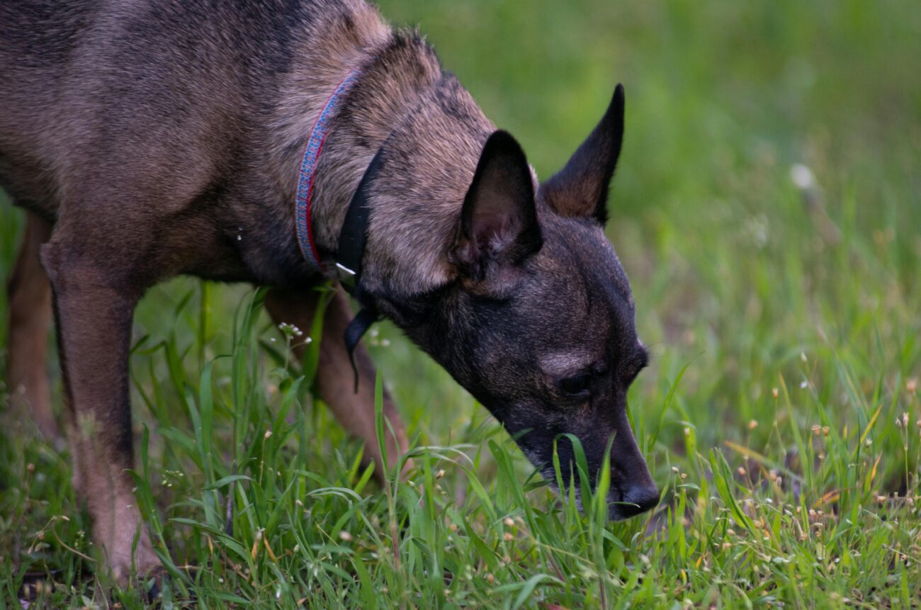 A dog with collar sniffing the vibrant green grass outdoors during the day.