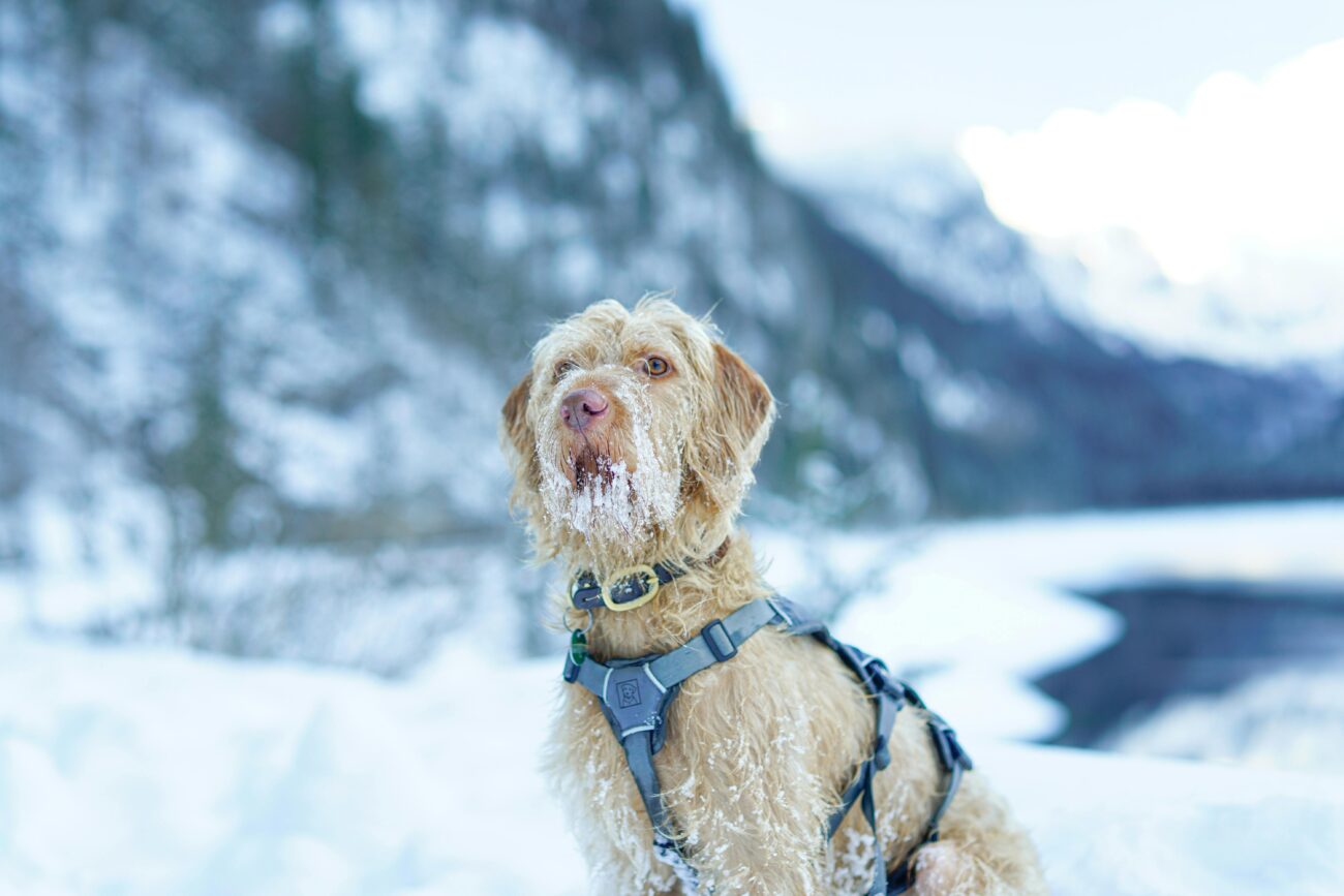 A Spinone Italiano dog sits in a snowy landscape, showcasing winter beauty.
