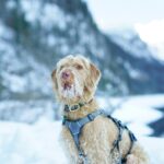 A Spinone Italiano dog sits in a snowy landscape, showcasing winter beauty.