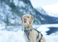 A Spinone Italiano dog sits in a snowy landscape, showcasing winter beauty.