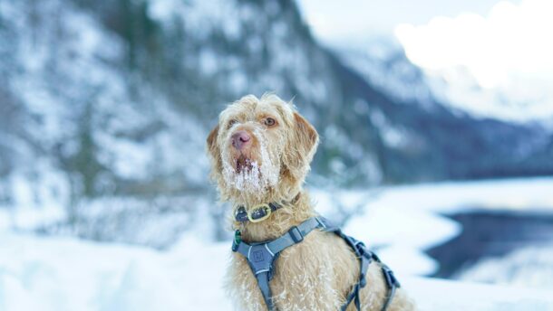 A Spinone Italiano dog sits in a snowy landscape, showcasing winter beauty.