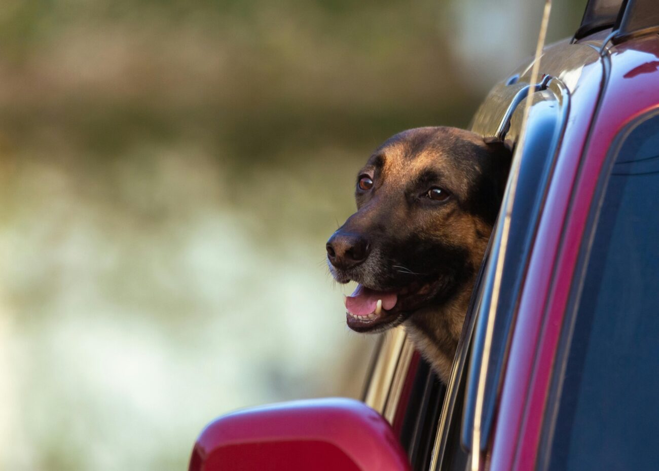 A Belgian Shepherd dog leans out of a red car window, enjoying the outdoors.
