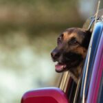 A Belgian Shepherd dog leans out of a red car window, enjoying the outdoors.