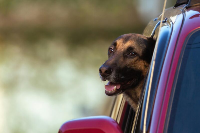 A Belgian Shepherd dog leans out of a red car window, enjoying the outdoors.