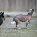An expressive Chinese Crested dog playfully howls in an outdoor dog park, showcasing its unique hairless appearance.