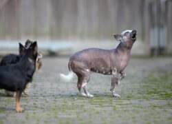 An expressive Chinese Crested dog playfully howls in an outdoor dog park, showcasing its unique hairless appearance.
