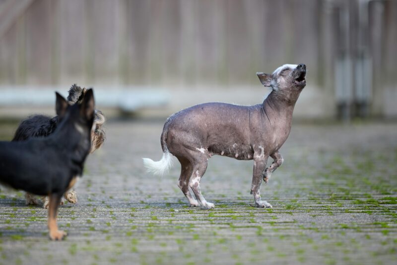 An expressive Chinese Crested dog playfully howls in an outdoor dog park, showcasing its unique hairless appearance.