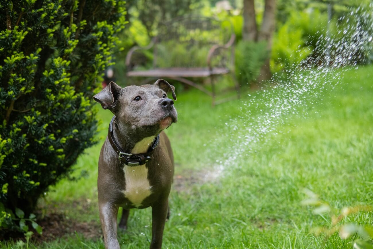 American Staffordshire Terrier playing with water in a lush garden.