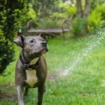 American Staffordshire Terrier playing with water in a lush garden.