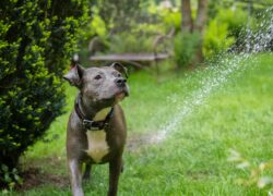 American Staffordshire Terrier playing with water in a lush garden.