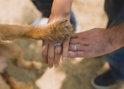A close-up of hands and a dog's paw displaying unity and love outdoors.