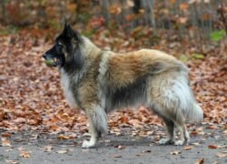 A Belgian Tervuren holds a tennis ball in a leaf-covered forest, capturing the essence of fall.