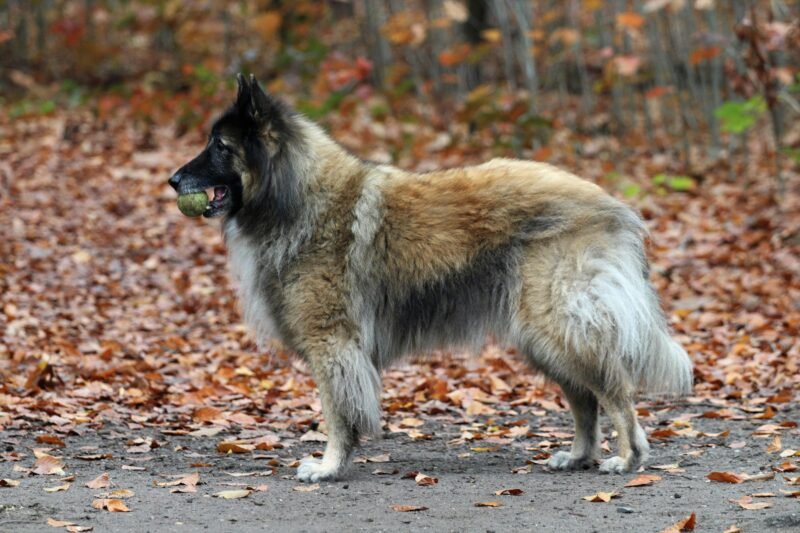 A Belgian Tervuren holds a tennis ball in a leaf-covered forest, capturing the essence of fall.