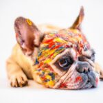 dog, animal, cute, pet, cheerful, small, french bulldog, paints, paint, bright, friend